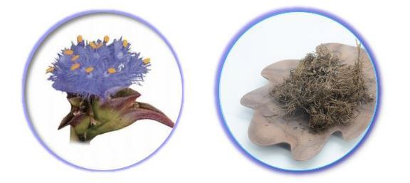 Does Ecdysterone Really Work?