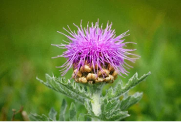 news-255-172 news-255-172